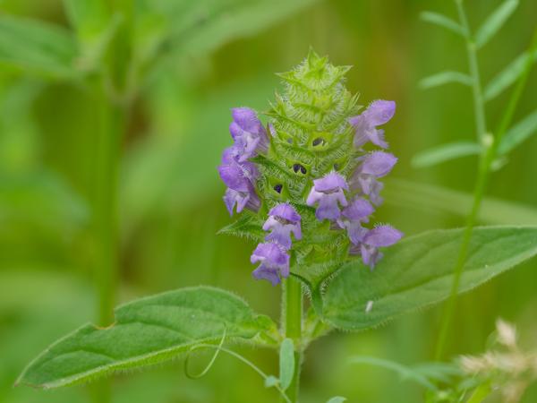 <h3><a href="/trips/braakman/biota/plantae/tracheophyta/magnoliopsida/lamiales/lamiaceae/prunella vulgaris/prunella vulgaris-nl.html">Prunella&nbsp;vulgaris</a> / Common&nbsp;selfheal / Gewone&nbsp;brunel</h3>OM-1 Mark II met OLYMPUS M.150-400mm F4.5 TC, 1/2000 sec  bij F5.6, ISO 1600, afstand 2.10&nbsp;m
